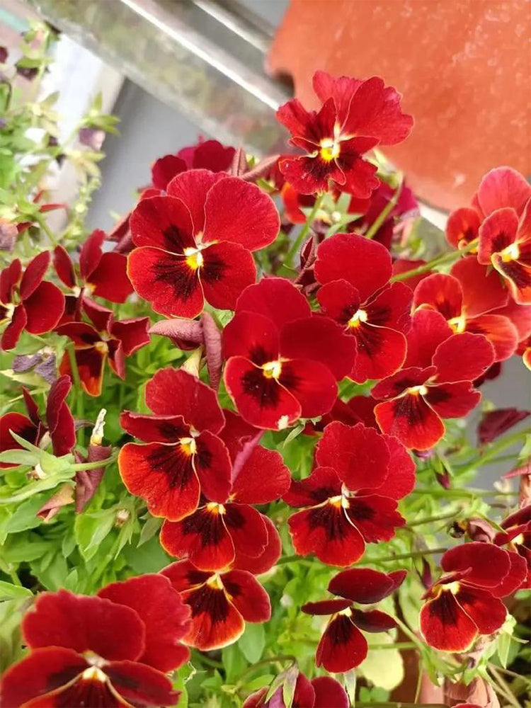 Hezhichun Pansy 'Vermilion Mole'