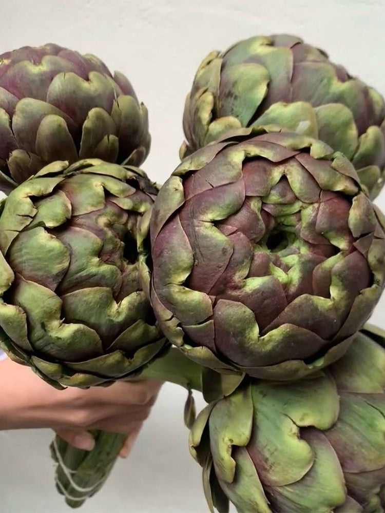 Purple Artichoke