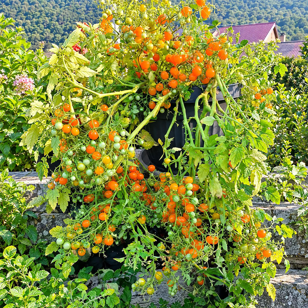 272 Microberry Tomato