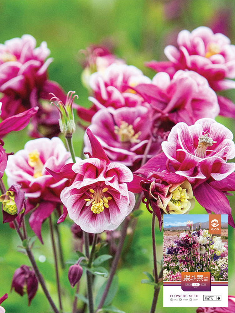 Hezhichun Aquilegia 'Crown Jewels Mixed'