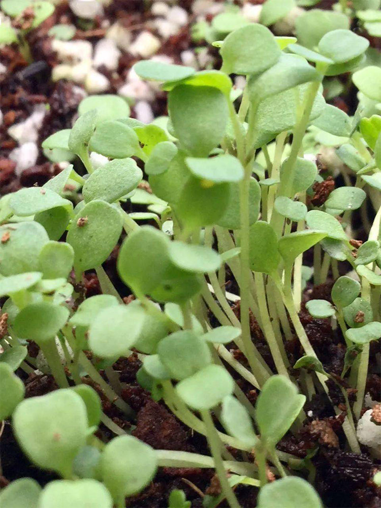Broccoli Sprouting
