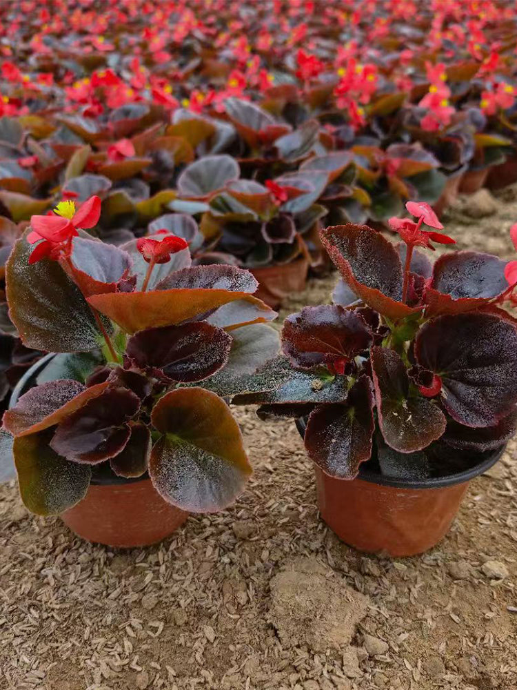 Bronze Leaf Red Flower Begonia