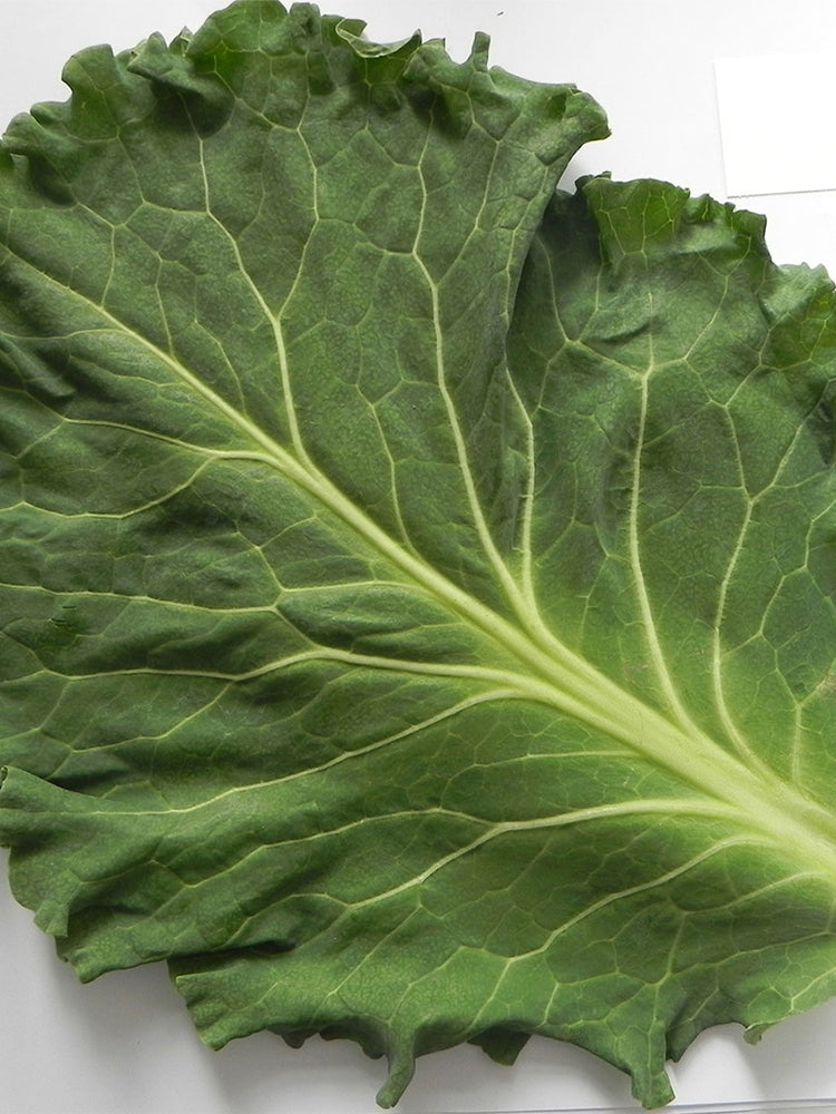 Yuanfeng Leaf Cabbage Hybrid