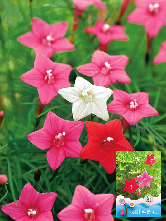 Hezhichun Cypress Vine