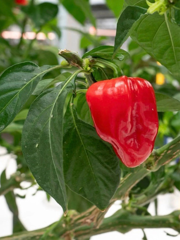 Red Habanero Pepper