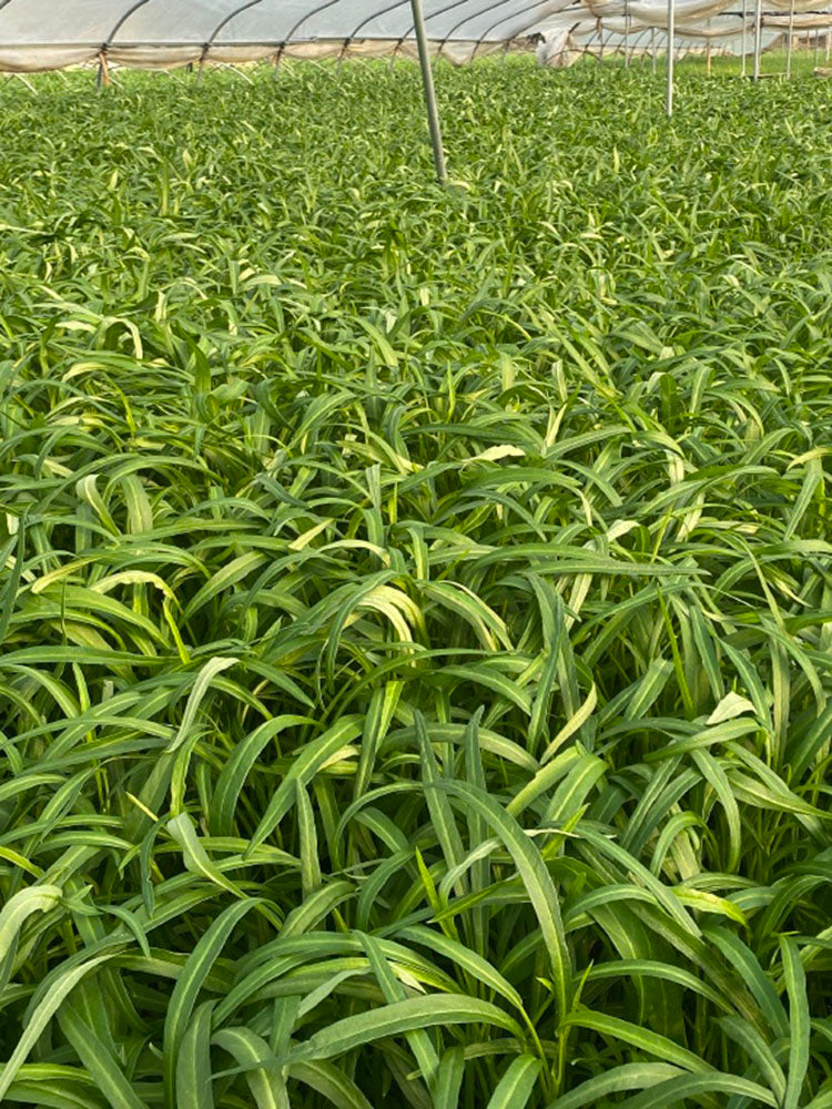 'Jiemei' Green-Stem Water Spinach