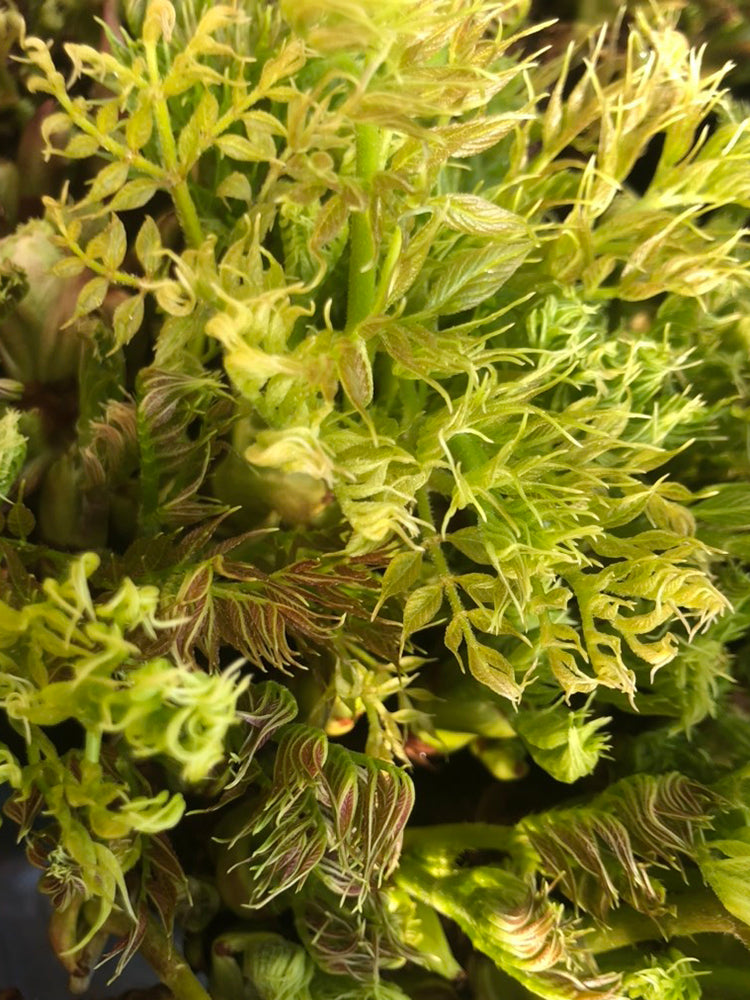 Aralia Shoots