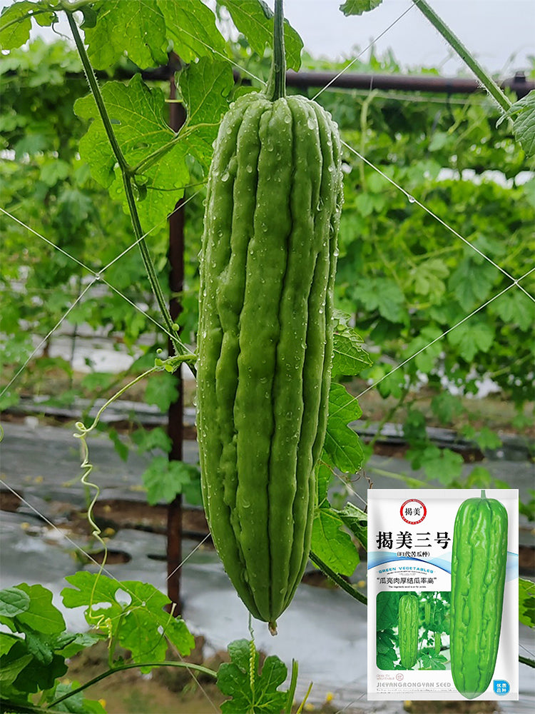 'Jiemei No.3' Bitter Gourd