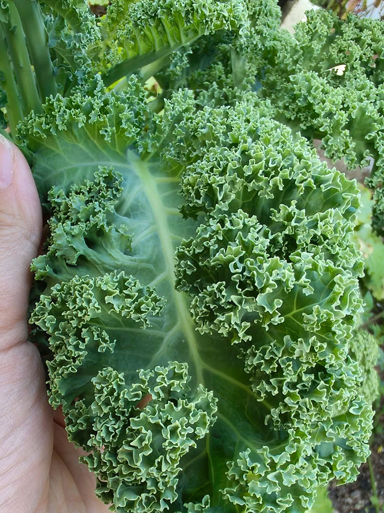 Firenze Kale