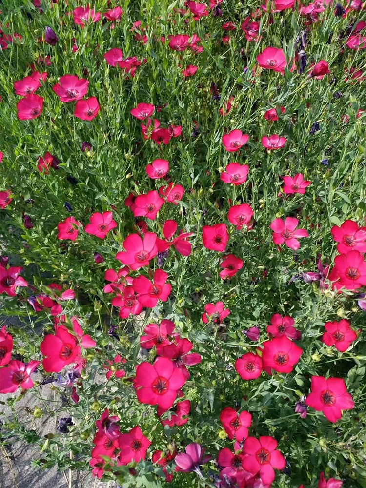 Hezhichun Scarlet Flax