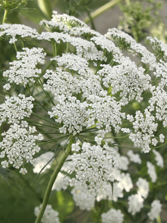 Bishop's Weed (Ammi visnaga)