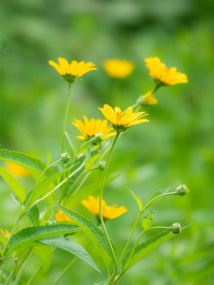 False Sunflower