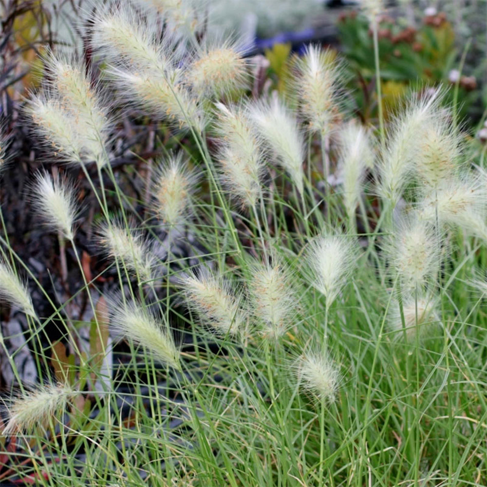 U2223 Long Feathery Fountain Grass