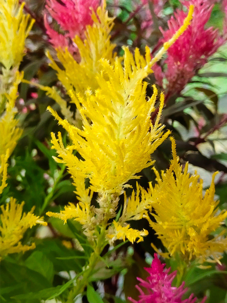 Hezhichun Yellow Feathered Cockscomb