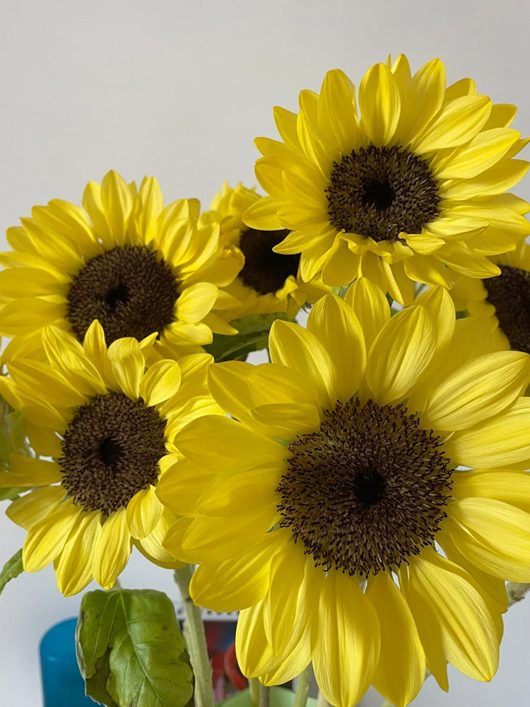 Lemon Yellow Sunflower