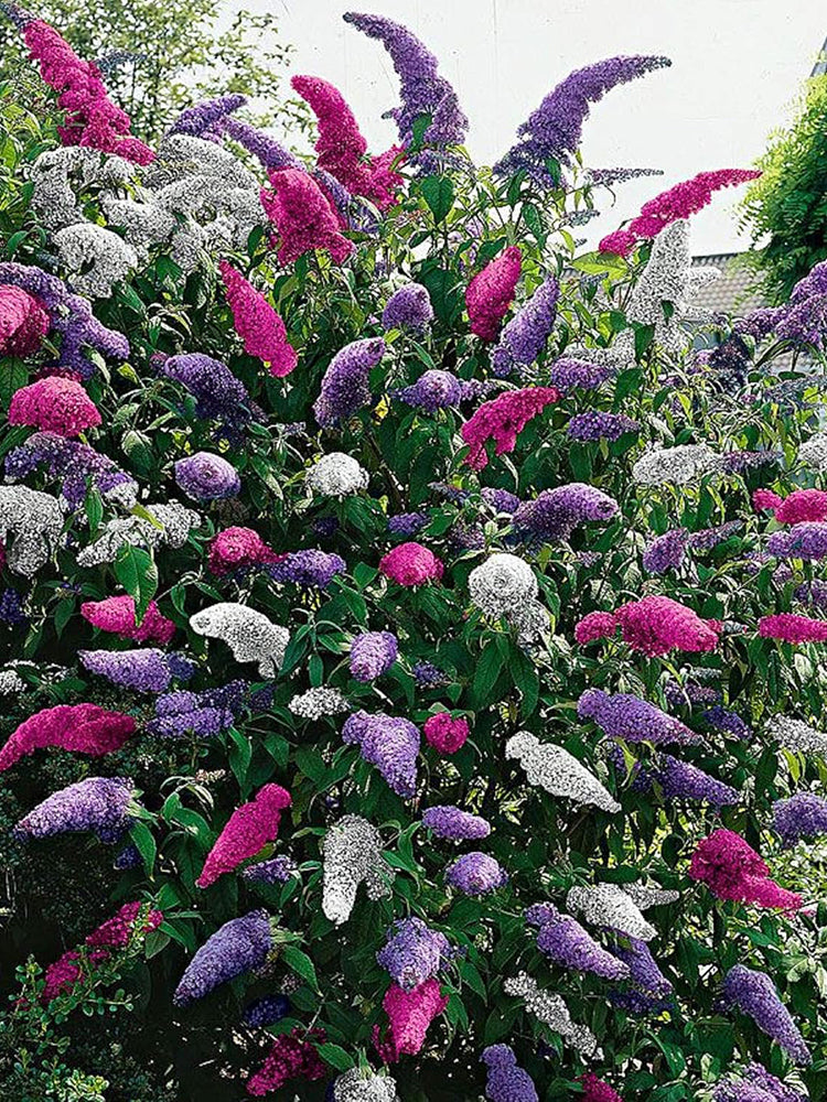 Mixed Butterfly Bush