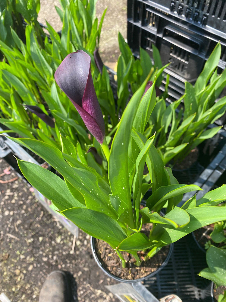 'Odessa' Calla Lily
