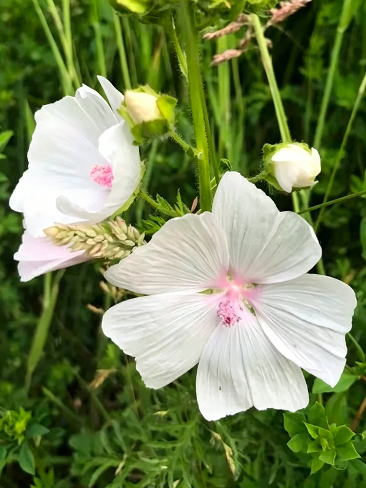White Flowered Mallow