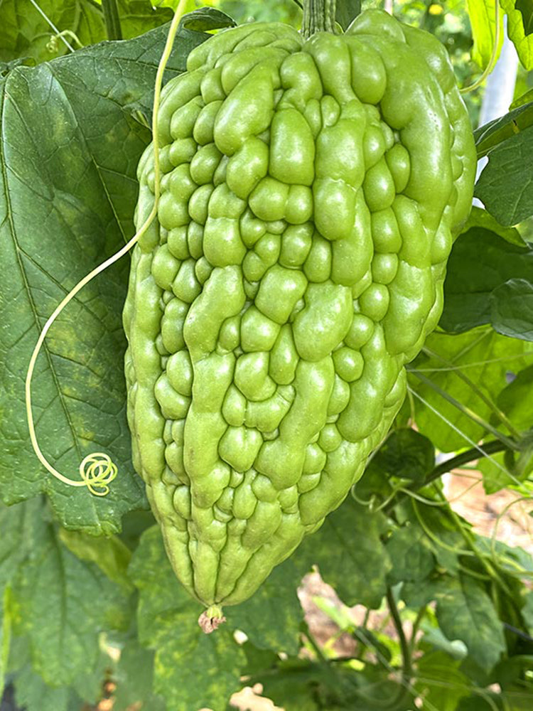 'Kainong Chunbao' Bitter Gourd