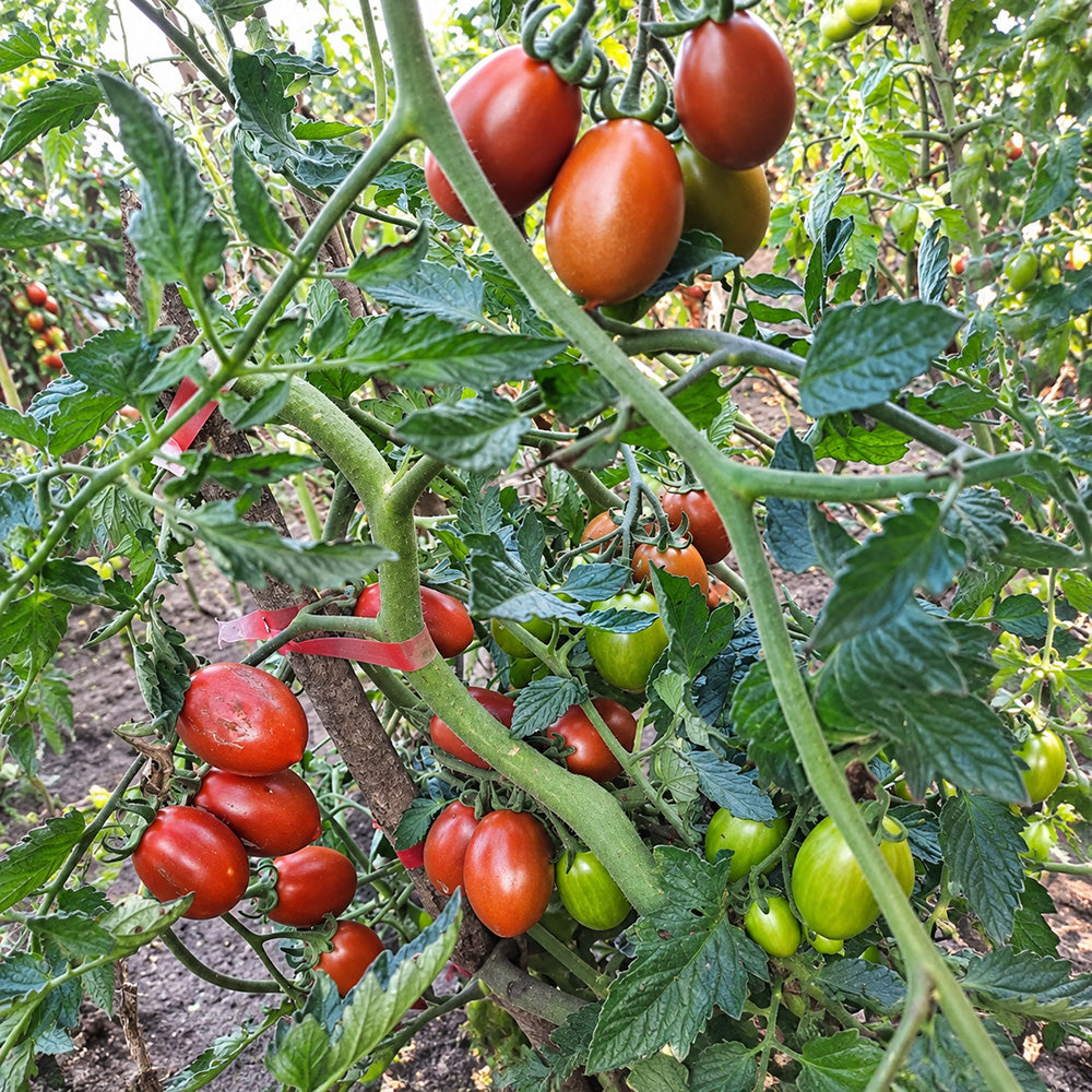 547 Datterino Nero Tomato