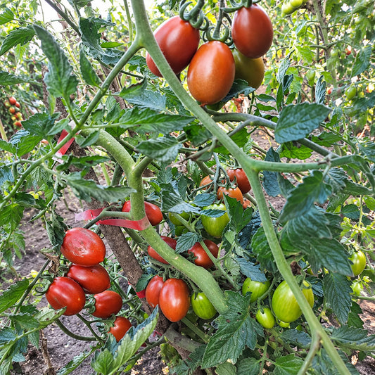547 Datterino Nero Tomato