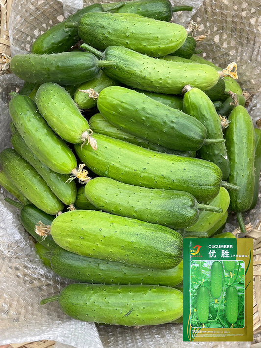 'Superior' Classic Fruit Cucumbers