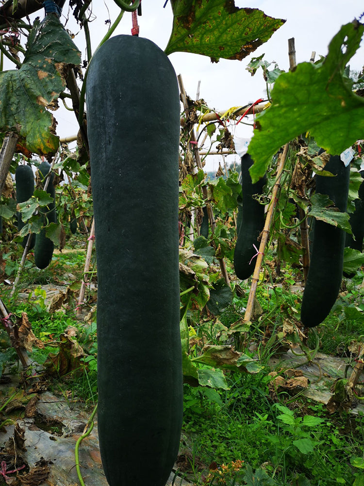 Iron-Heart Black Missile Winter Melon