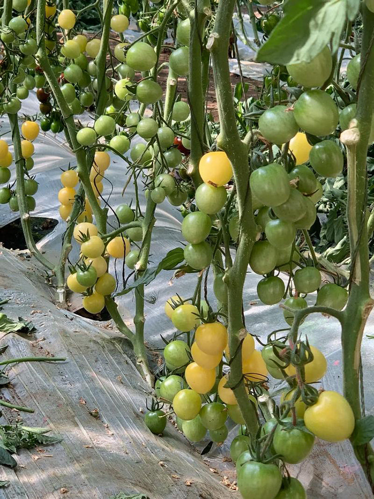 Cream White Cherry Tomato F1