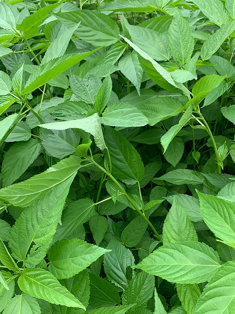 Corchorus olitorius