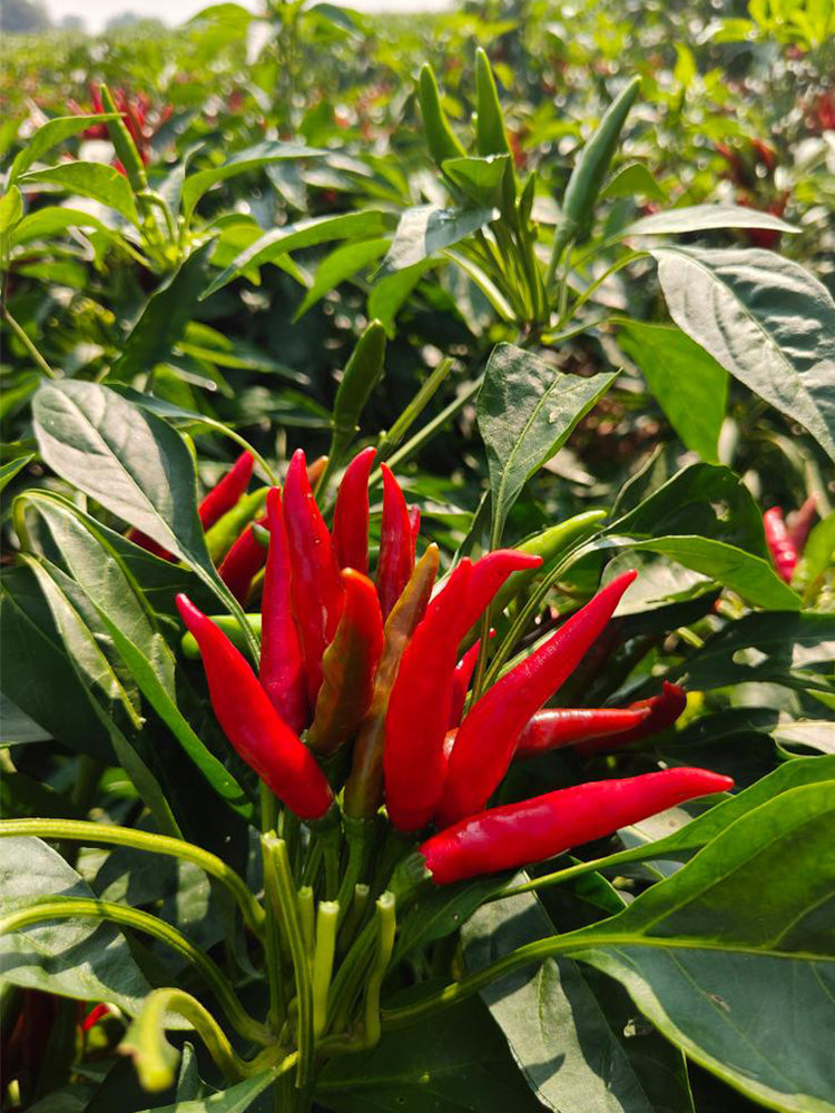 Blazing Upright Cluster Pepper