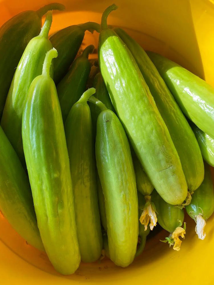 Crispy Jade Fruit Cucumber
