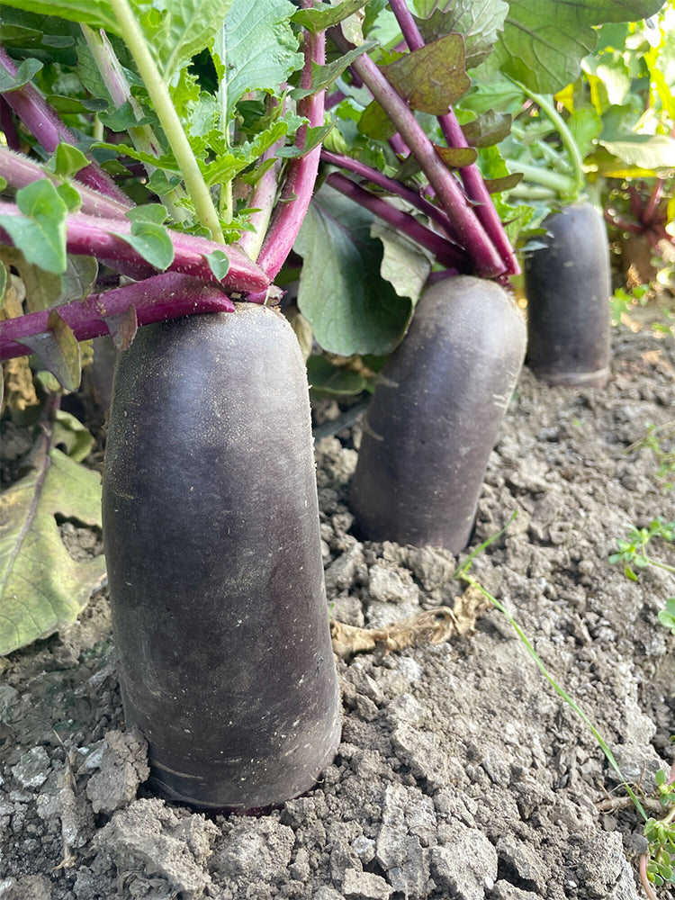 Rock Sugar Heart Purple Skin Fruit Radish