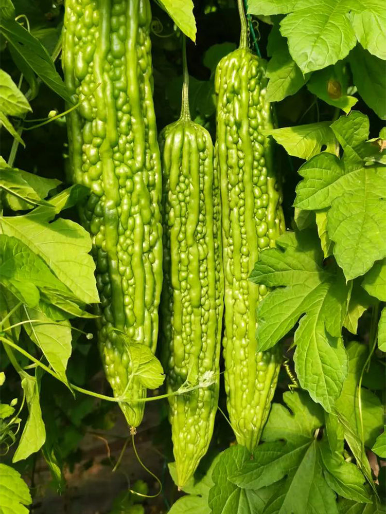 'Lvjinlong' Bitter Melon