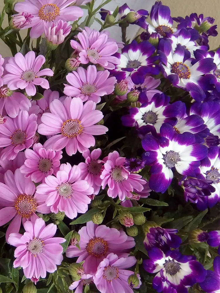 Mixed Colors Large-flowered Cineraria