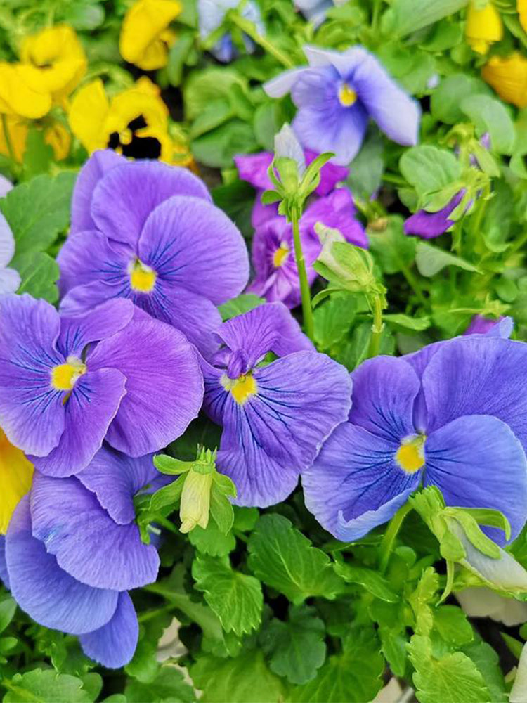 Hezhichun Pansy 'Azure Skies'