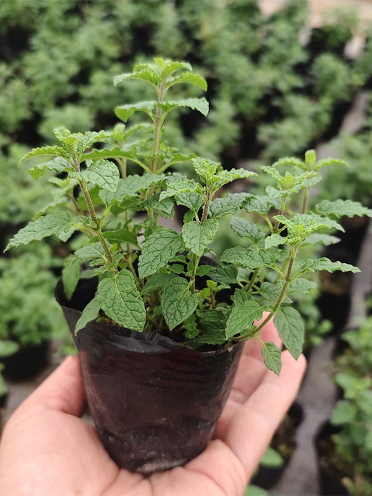 Strawberry Mint