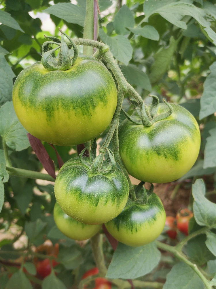 Xingchi Big Strawberry Tomato