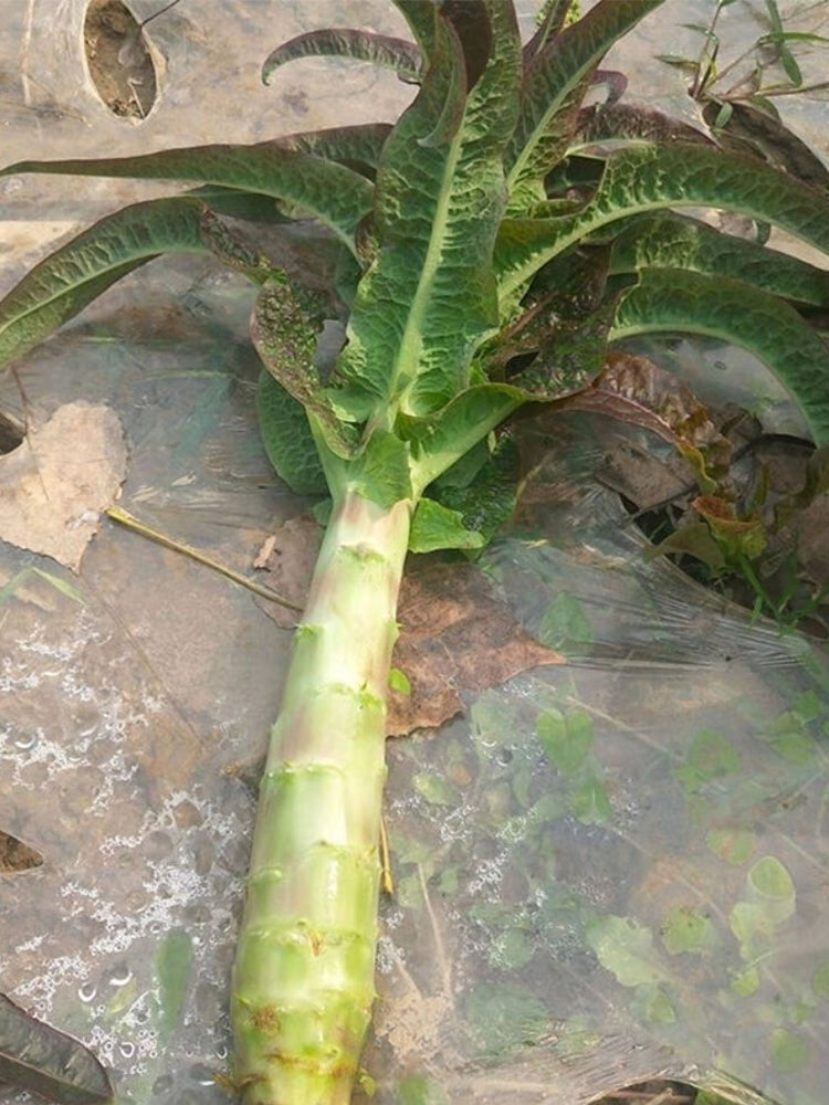 'Jiemei' Pointed-Leaf Red Celtuce