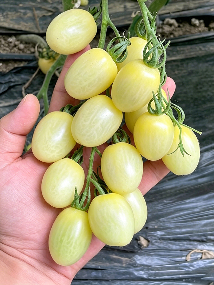 White Jade Cherry Tomato