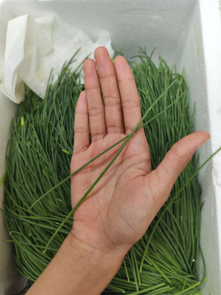 Minqin Sand Scallion (Allium mongolicum)