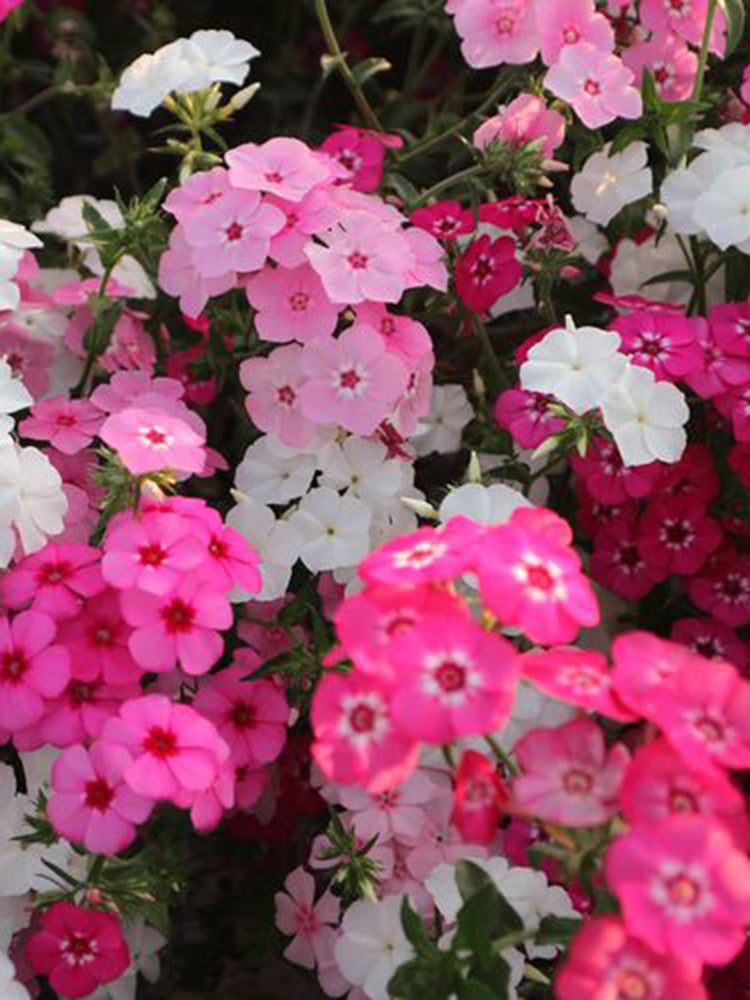 Phlox (Mixed Colors)