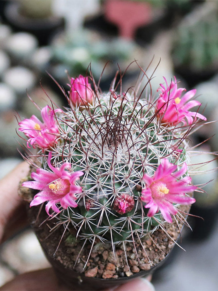 Mammillaria tayloriorum