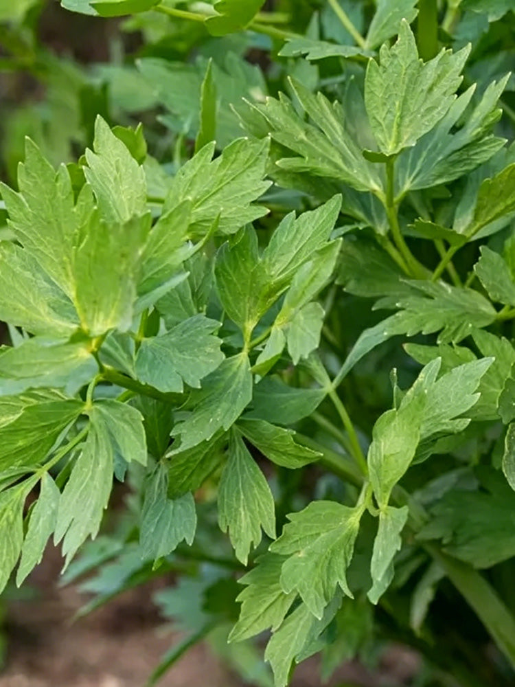 Garden Lovage