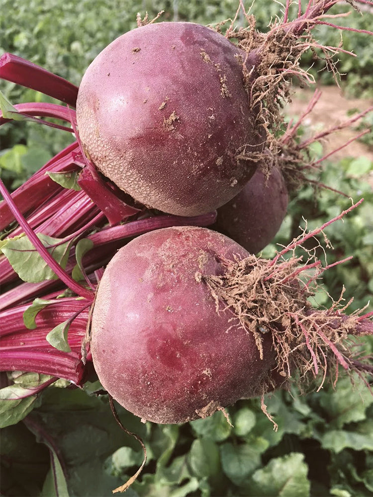 Dutch Red Beetroot