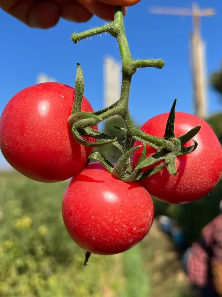 Pink Beibei Cherry Tomatoes