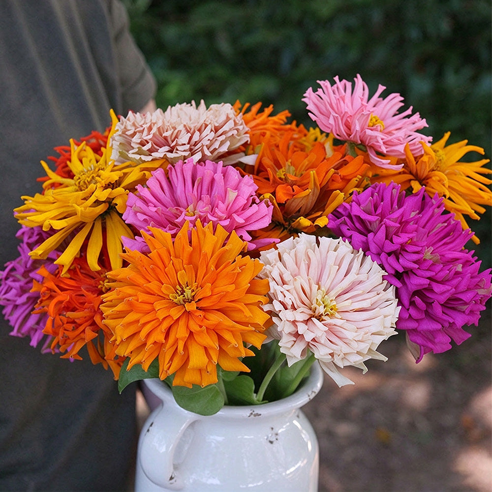 W1355 Cactus-Flowered Zinnia Mix
