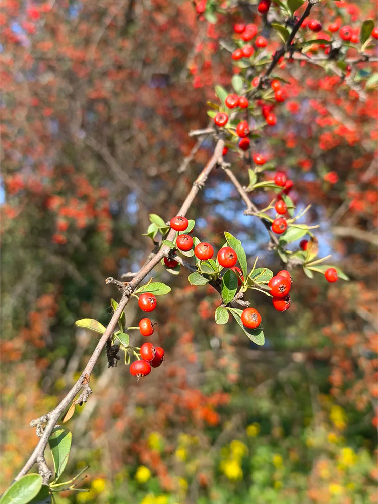 Red Firethorn