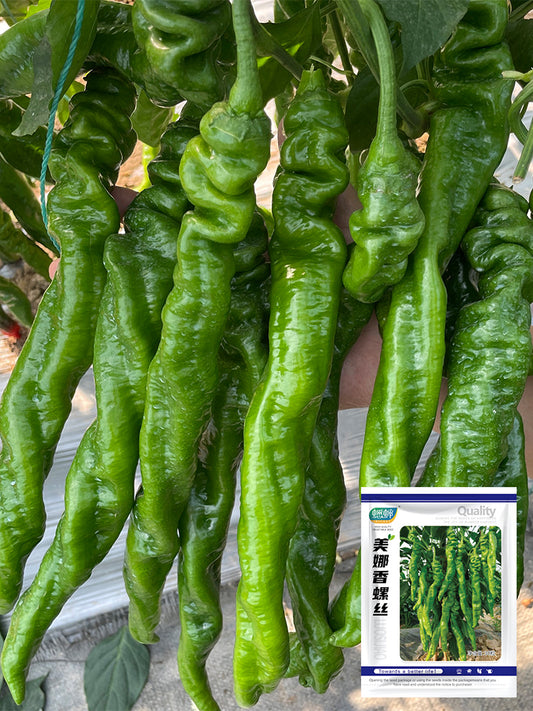 'Meinaxiang' Spiral Pepper