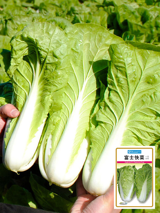 'Fushi' Fast-Growing Chinese Cabbage