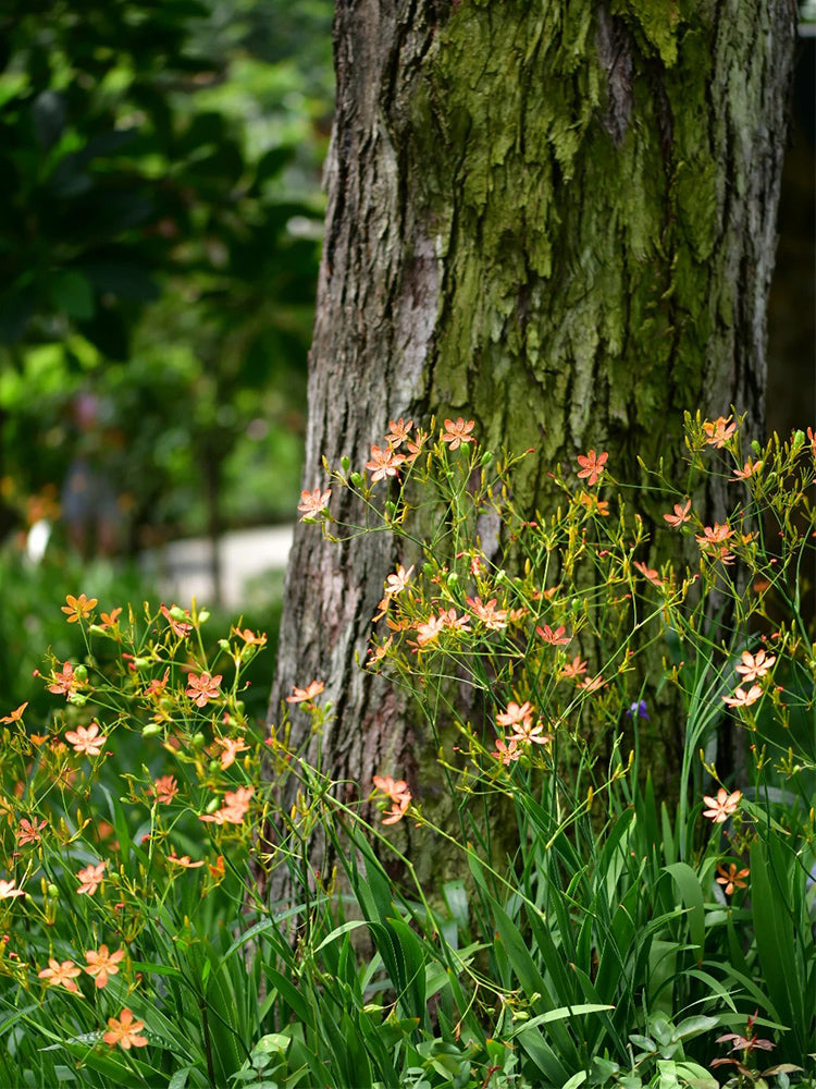 Blackberry Lily